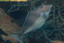 unicornfish