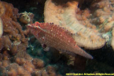 wrasse