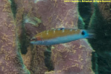 wrasse