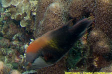 wrasse