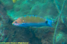 wrasse