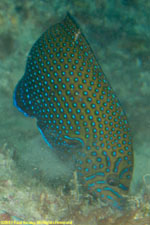 sandwrasse