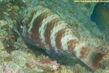 wrasse