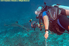 photographer and shark