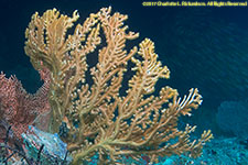 sea fan