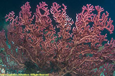 sea fan