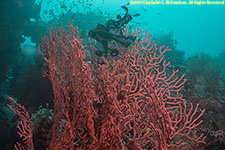 sea fan