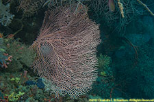 sea fan