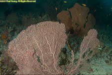 sea fan