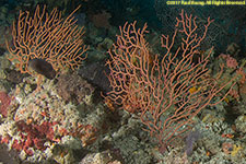 sea fans