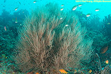 coral