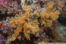 soft coral