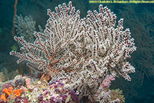 soft coral