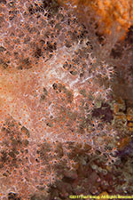 soft coral