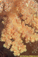 soft coral