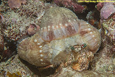 anemone hermit crab