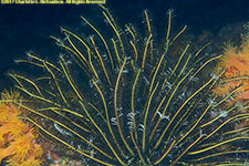 crinoid