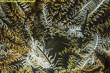 crinoid