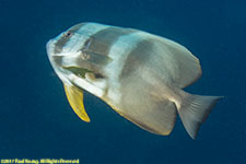 batfish