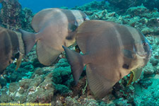 batfish