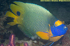 angelfish