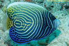 juvenile angelfish