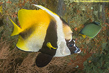 bannerfish