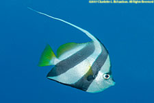 bannerfish