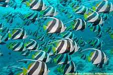 bannerfish