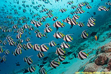 bannerfish