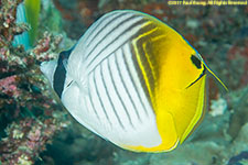 butterflyfish