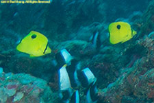 butterflyfish