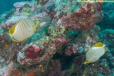 butterflyfish