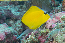 butterflyfish