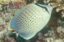 butterflyfish