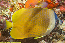 butterflyfish