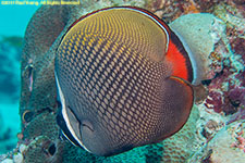 butterflyfish