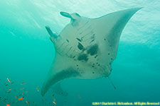 manta