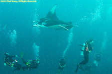 manta and divers