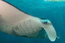 manta closeup