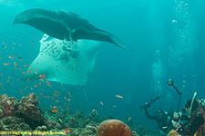 mantas and photographers