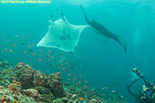 mantas and photographers