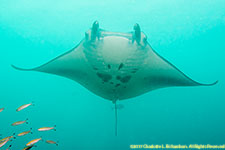 manta