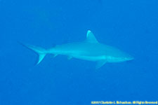 sikvertip shark