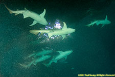 nurse sharks