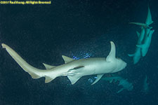 nurse sharks