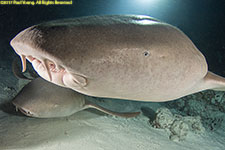 nurse sharks