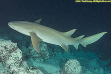 nurse shark