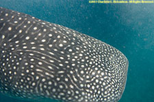 whale shark