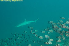 whitetip